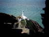 South Stack, Anglesey