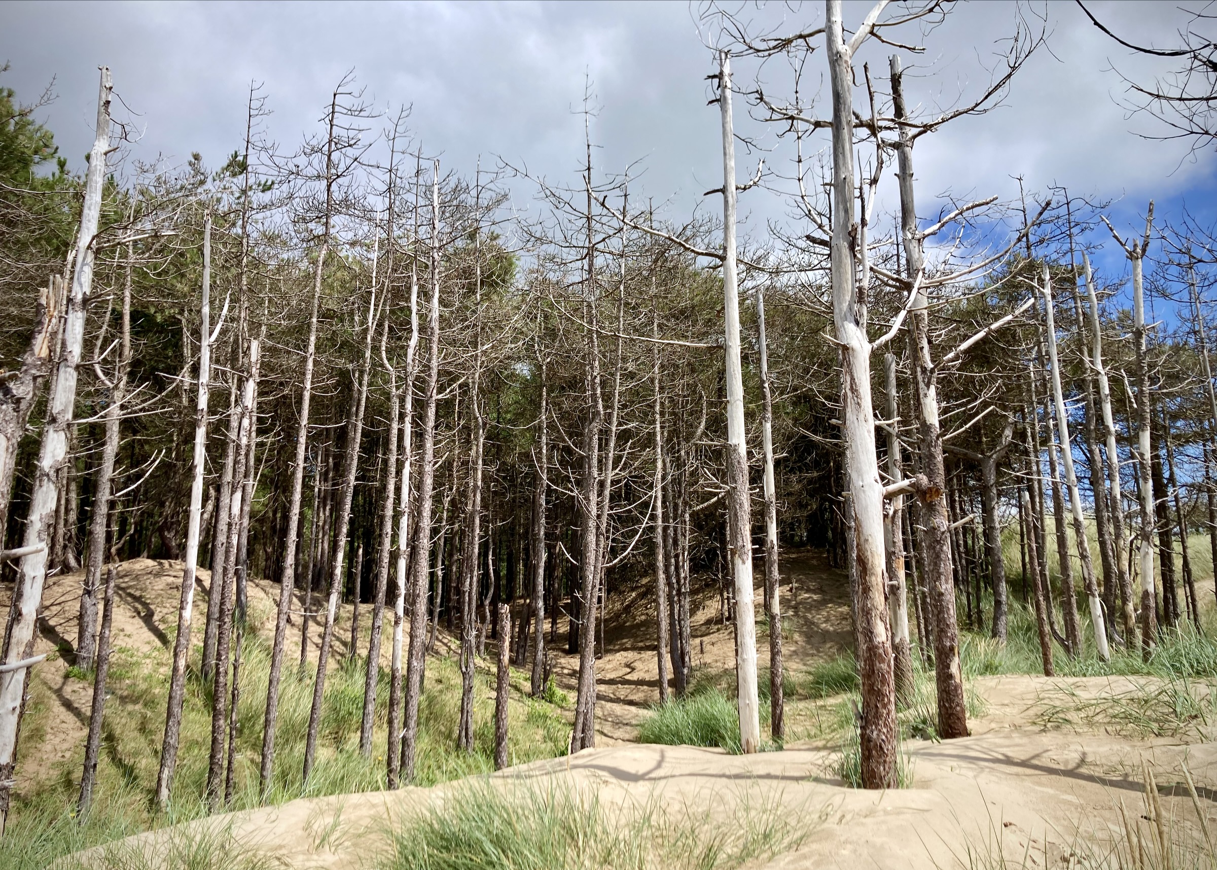 Newborough Forest & Llanddwyn Beach, Anglesey