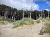 Newborough Forest & Llanddwyn Beach, Anglesey [07/07/2025]
