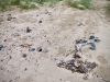 Newborough Forest & Llanddwyn Beach, Anglesey [07/07/2025]
