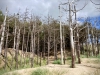 Newborough Forest & Llanddwyn Beach, Anglesey [07/07/2025]