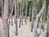 Newborough Forest & Llanddwyn Beach, Anglesey [07/07/2025]