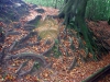 Biddulph Grange Country ParkBiddulph Grange Country Park [03/10/2014]