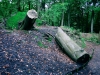 Biddulph Grange Country Park [03/10/2014]