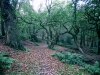 Biddulph Grange Country Park [03/10/2014]