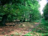 Biddulph Grange Country Park [03/10/2014]