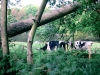 Biddulph Grange Country Park [03/10/2014]