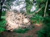 Biddulph Grange Country Park [03/10/2014]