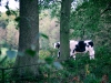 Biddulph Grange Country Park [03/10/2014]