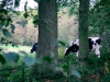 Biddulph Grange Country Park [03/10/2014]