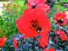 Bodnant Garden, Conwy, Wales