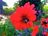 Bodnant Garden, Conwy, Wales