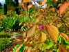 Bodnant Garden, Conwy, Wales