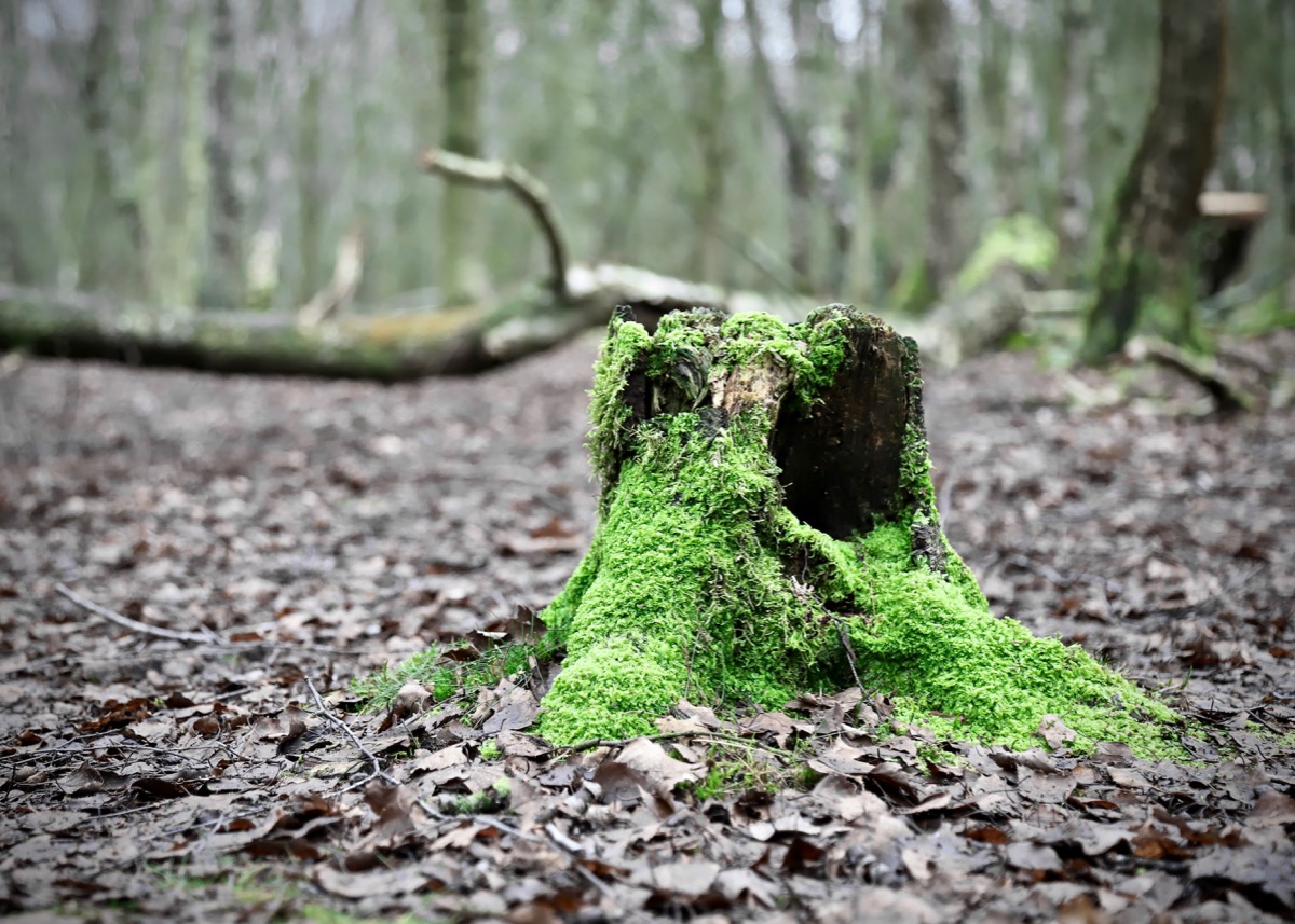 Mossy tree trunk