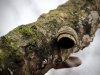 Brereton Heath Local Nature Reserve [02/01/2020]