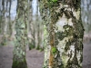 Brereton Heath Local Nature Reserve [02/01/2020]