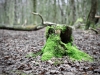 Brereton Heath Local Nature Reserve [02/01/2020]