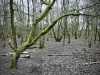 Brereton Heath Local Nature Reserve [02/01/2020]