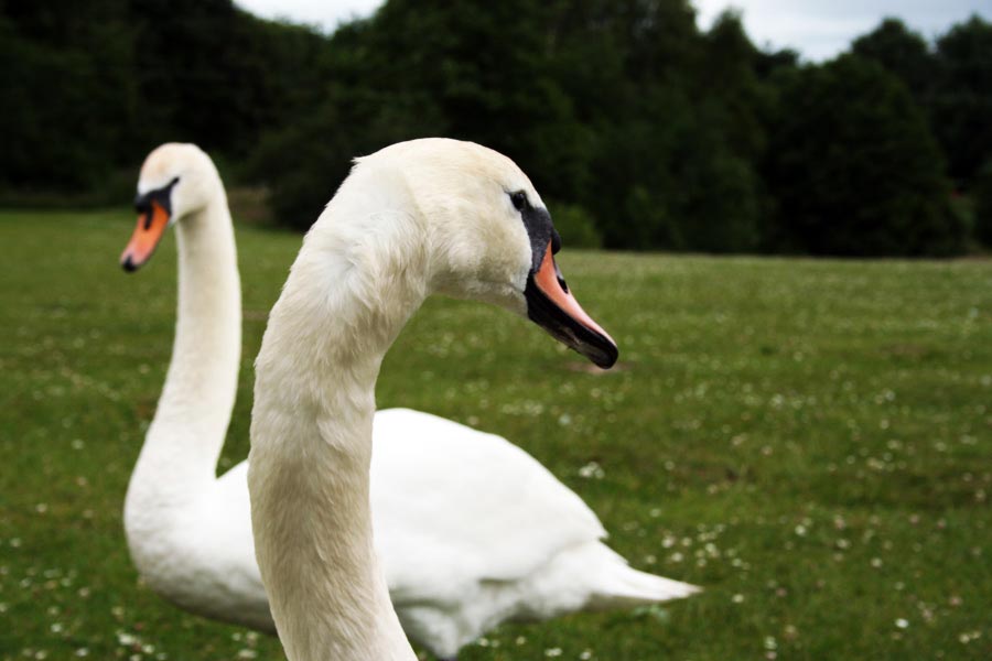 Swans at Brereton Mere