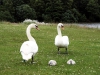 Family of Swans