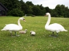 Family of Swans