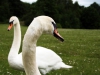 Family of Swans