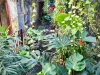 Budapest Szimpla Kert