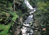 Coed y Brenin Forest, Snowdonia National Park