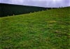 Cwm Hirnant & Penllyn Forest, Bala, Wales