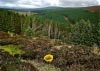 Cwm Hirnant & Penllyn Forest, Bala, Wales