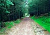 Cwm Hirnant & Penllyn Forest, Bala, Wales