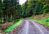 Cwm Hirnant & Penllyn Forest, Bala, Wales