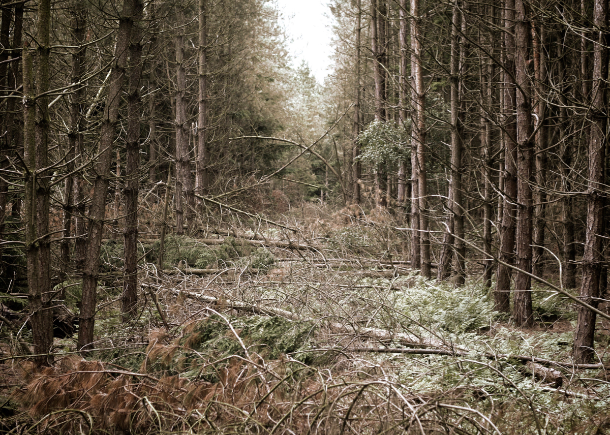 Delamere Forest