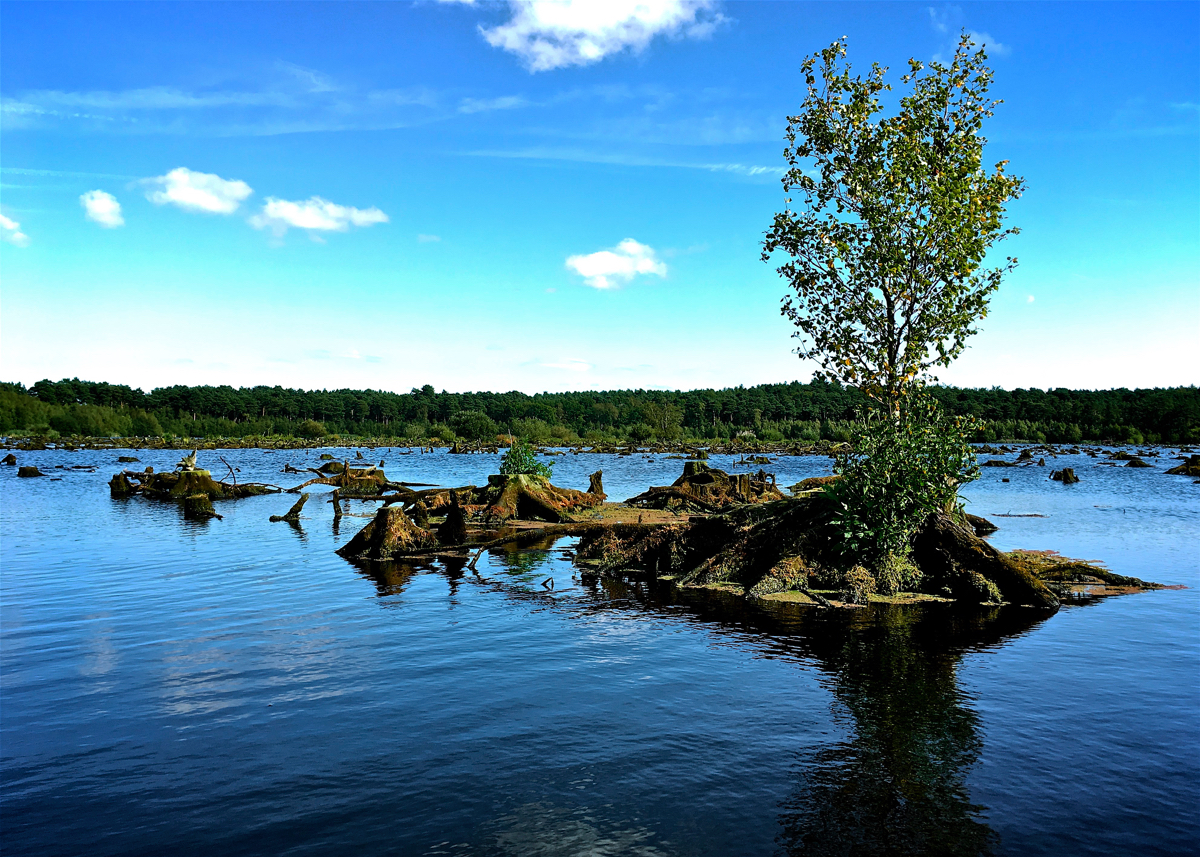 Delamere Forest