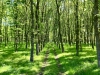 Armed Forces Memorial Arboretum, Alrewas [30/04/2025]