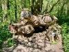 Crich Tramway Village, Matlock [29/04/2025]