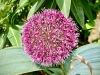 Shugborough Hall, Staffordshire [28/04/2025]