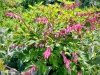 Shugborough Hall, Staffordshire [28/04/2025]