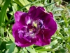 Shugborough Hall, Staffordshire [28/04/2025]