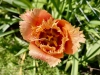 Shugborough Hall, Staffordshire [28/04/2025]