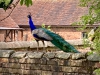 Mossley Old Hall, Staffordshire [25/06/2023]