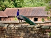 Mossley Old Hall, Staffordshire [25/06/2023]