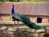 Mossley Old Hall, Staffordshire [25/06/2023]