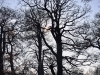 Dunham Massey Winter Walk [01/12/2019]