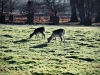 Dunham Massey Winter Walk [01/12/2019]