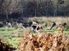 Dunham Massey Winter Walk [01/12/2019]