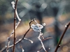 Dunham Massey Winter Walk [01/12/2019]