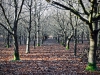 Dunham Massey Winter Walk [01/12/2019]