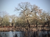 Dunham Massey Winter Walk [01/12/2019]