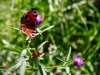 Ennerdale Water [25/08/2019]